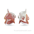 Modèle de structure de cavité nasale humaine